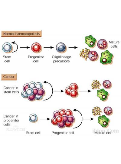 未來已來！干細(xì)胞療法在老年疾病治療方面的潛力正在逐步顯現(xiàn)！
